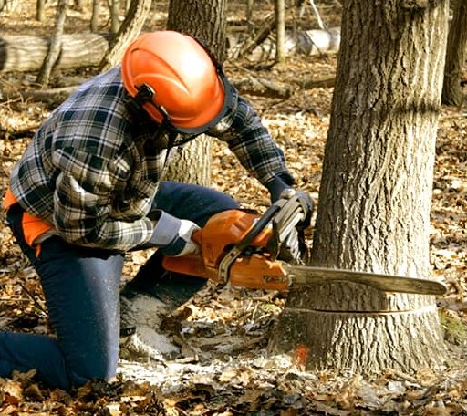 Tree Removal in West Baldwin, ME